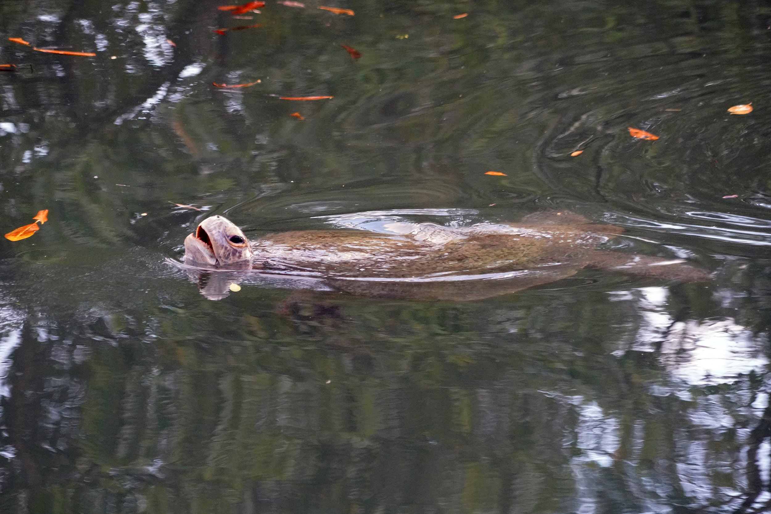 Costa Rica - Février 2025